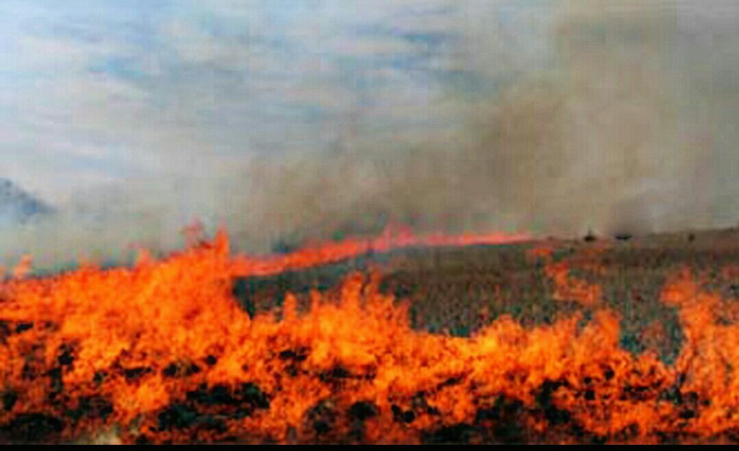 آتش سوزی در سطح 2 هکتار از اراضی کشاورزی نورآباد+عکس