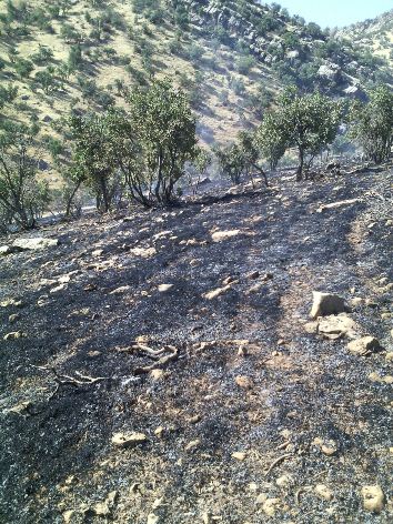 بیش از 200 هکتار از جنگلهای بلوران کوهدشت در آتش سوخت/مهار آتش سوزی+تصاویر