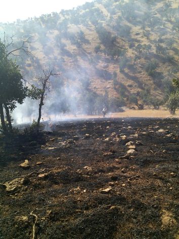 بیش از 200 هکتار از جنگلهای بلوران کوهدشت در آتش سوخت/مهار آتش سوزی+تصاویر