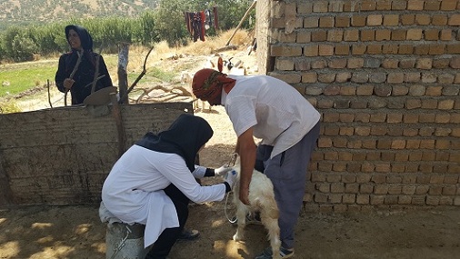 آغاز واکسیناسیون PPR با کمک بسیج دانشجویی در دو دهستان لرستان+تصاویر