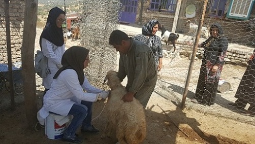 آغاز واکسیناسیون PPR با کمک بسیج دانشجویی در دو دهستان لرستان+تصاویر
