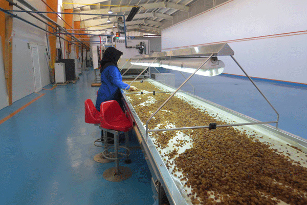 اقتصاد مقاومتی و ضرورت تشکیل مرکز انگور در تاکستان