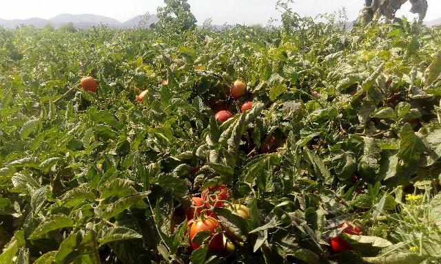برداشت گوجه فرنگی از مزارع دلفان