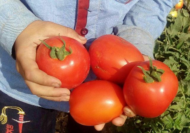 برداشت گوجه فرنگی از مزارع دلفان