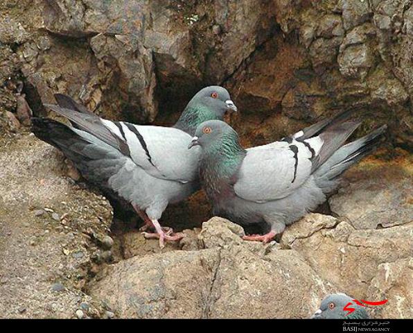 کوچ کبوتران وحشی به منطقه چواری شهرستان دلفان+تصاویر