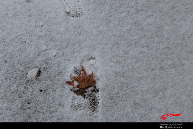 تصاویر/ بارش اولین برف پاییزی در میامی