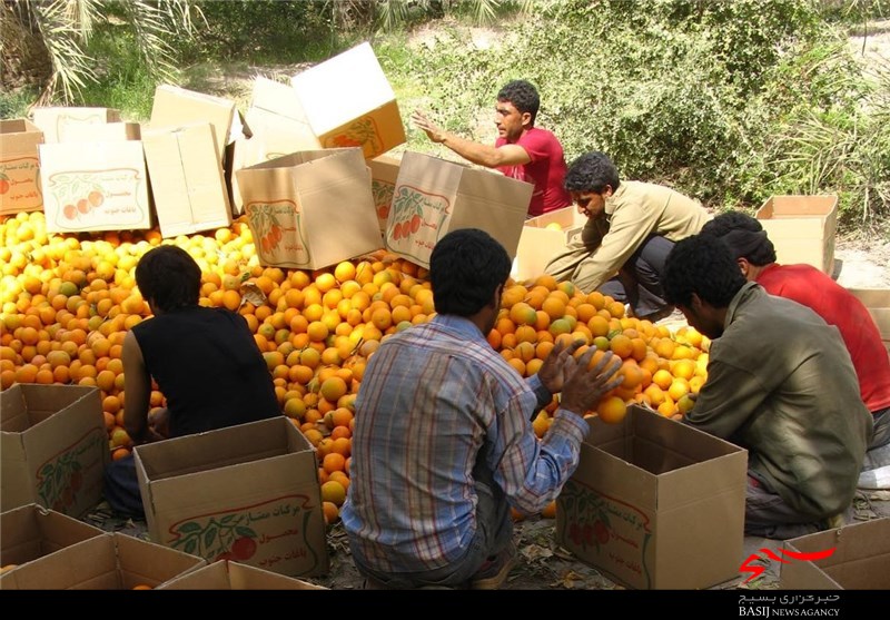 صادرات ۶۶ هزار ۶۵۰ تن میوه و تره‌بار در شش‌ماهه اول سال ۹۶ به خارج از کشور