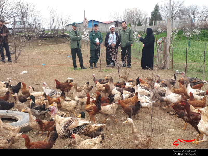 تحقق اقتصاد مقاومتی با پرورش ماکیان محلی در پارس آباد