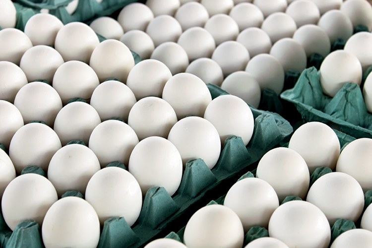 آنفولانزای مرغی علت گرانی تخم مرغ/پاک سازی واحدهای تولیدی 8ماه طول می کشد