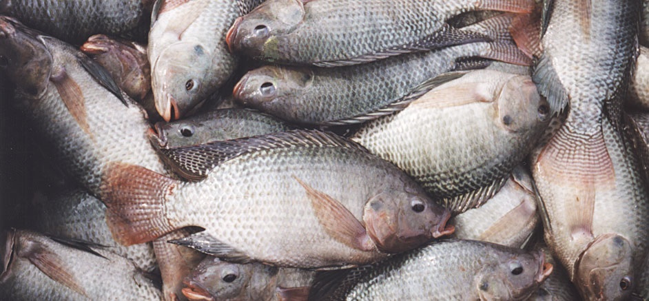 دامپزشکی آزمایشگاه برای تست ماهی تیلاپیا ندارد