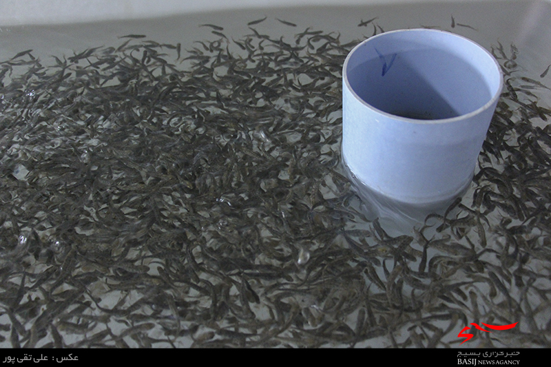 استرس ماهی در اثر کمبود اکسیژن / آماده سازی 40 هزار بچه ماهی برای فروش