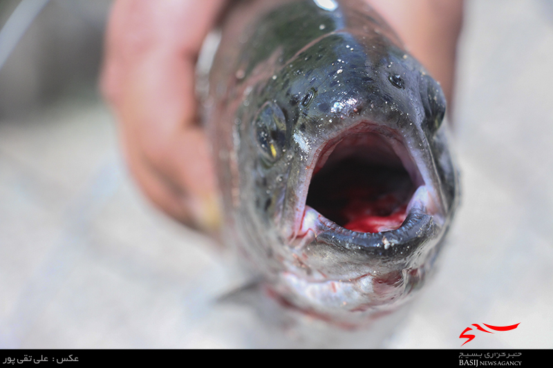 آیا گوشت ماهی تیلاپیا سرطان زا است؟/ مویرگ های تیلاپیا آغشته به گاز است