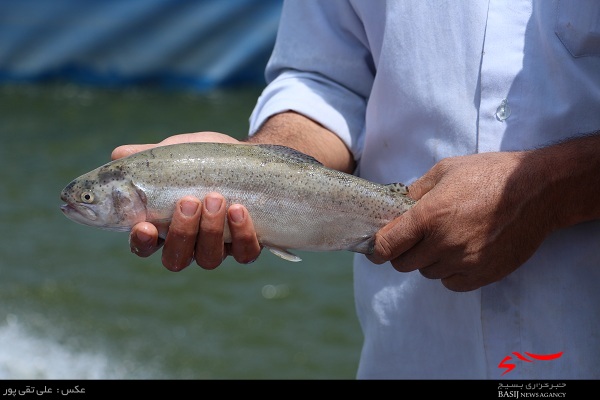 مقاله های خارجی تاکید دارند تا در کنار ماهی تیلاپیا ماهی دیگر نیز مصرف شود