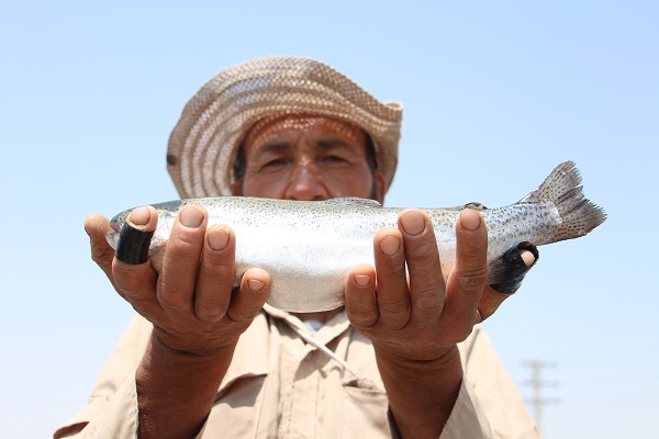افت 60 هزار تنی تولید ماهی در سال 92/ ایران بزرگ ترین تولیدکننده قزل آلا و واردکننده تخم ماهی است