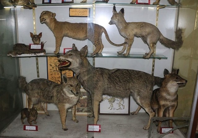 موزه تاریخ طبیعی و تنوع زیستی فرصتی برای معرفی حیات وحش البرز