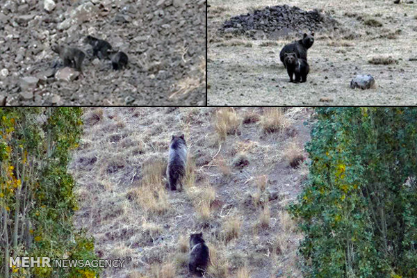 مشاهده سه قلاده خرس قهوه‌ای در طالقان/حمله به کندوهای عسل