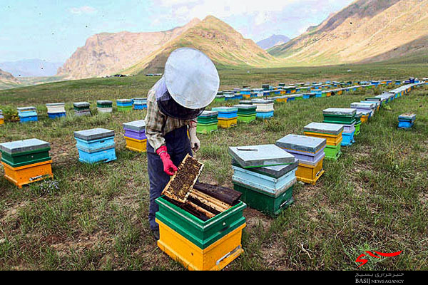 مرکز تحقیقات عسل در استان های عسل خیز کشور راه اندازی می‌شود