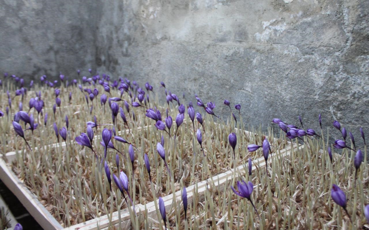 کاشت گلخانه‌ای زعفران برای نخستین بار در قم/ مسؤولان استان از توسعه طرح حمایت کنند