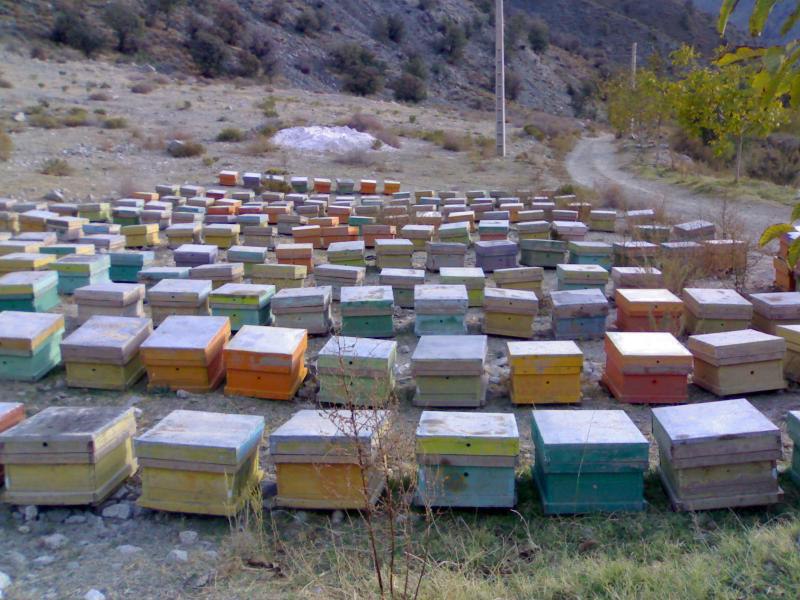 تولید بیش از 46 تن عسل در شهرستان بهار