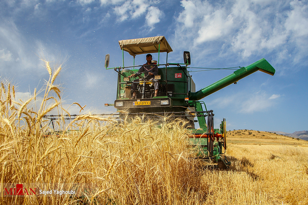۶۲۰ هزار تن گندم در استان اردبیل تولید می‌شود