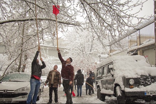 برف تکانی درختان کرج با ۳۰۰ نیرو/اهمیت همکاری شهروندان