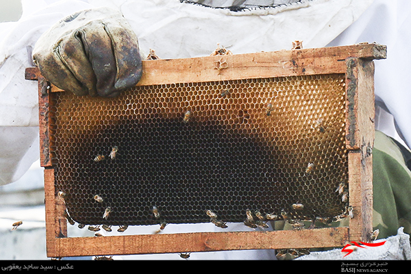دولت از حوزه‌های مختلف زنبورداری و تولید عسل کشور حمایت کند