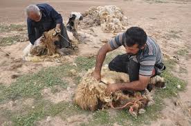 نبود صنایع جانبی/پایین بودن قیمت پشم تولیدی خراسان شمالی را دور ریختنی کرده است