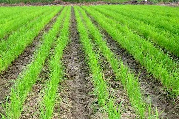 اجرای موفقیت ‌آمیز خشکه کاری برنج در گلستان / پایانی بر ممنوعیت کشت شالی