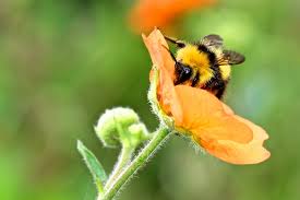 ارتباط علفکش رایج با مرگ زنبورهای عسل