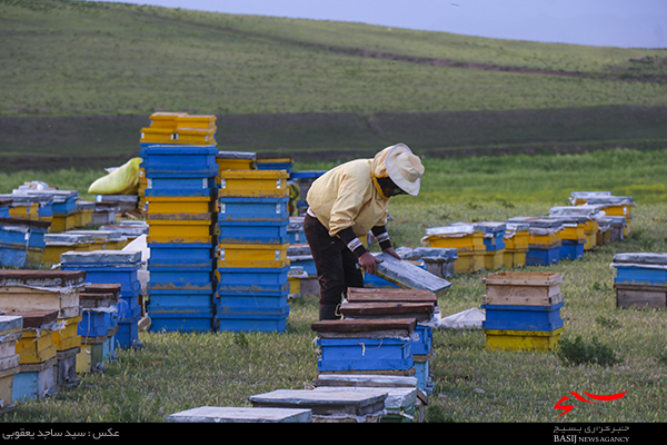 مددجوی اردبیلی گام به عرصه صادرات عسل گذاشت