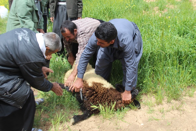 پروژه آبرسانی به مزارع روستای ملک آباد شهرستان ملکشاهی افتتاح شد