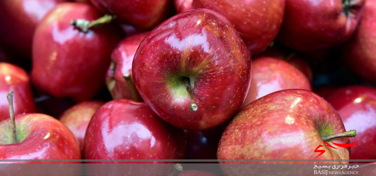 آغاز برداشت سیب از باغات میوه شهرستان مشگین شهر  اردبیل /لزوم ایجاد بستر صادرات برای محصولات کشاورزی