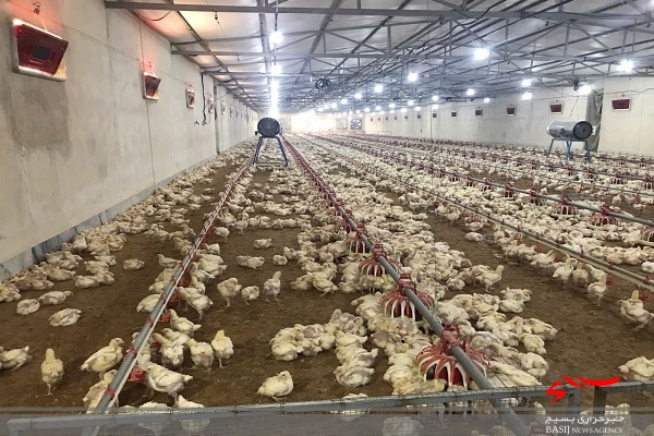 همت بلند سرمایه گذاران بومی شهرستان خاش برای تحقق خودکفایی سیستان و بلوچستان در تولید گوشت مرغ