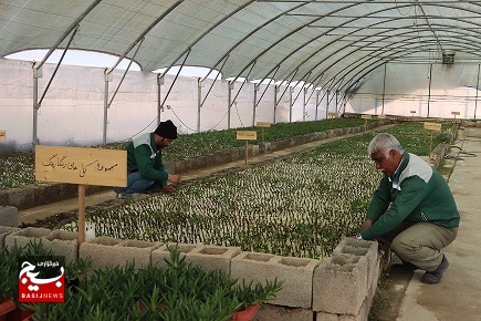 تولید ۱۲۰هزار قلمه گل در سازمان سیما، منظر و فضای سبز شهرداری شاهرود