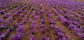 تولید یک هزار و ۴۱ کیلوگرم زعفران در شهرستان شاهرود