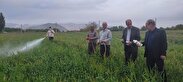 کشاورزان مبارزه با علف‌های هرز را در مزارع گندم و جو جدی بگیرند