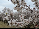 شکوفه‎های درختان سامان به استقبال بهار رفتند