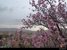 شکوفه‎های درختان سامان به استقبال بهار رفتند
