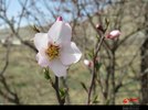 گل‌های بهاری در چهارمحال و بختیاری