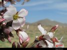 گل‌های بهاری در چهارمحال و بختیاری