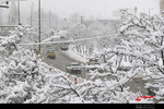 بارش برف زمستانی در اردبیل