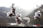 روییدن شکوفه های بهاری اردبیل