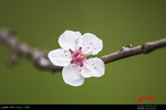 روییدن شکوفه های بهاری اردبیل