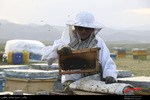 عرصه اقتصاد مقاومتی پرورش زنبور در یکی از روستاهای مشکین شهر