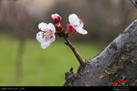 شکوفه های بهاری در اردبیل