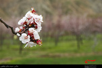 شکوفه های بهاری در اردبیل