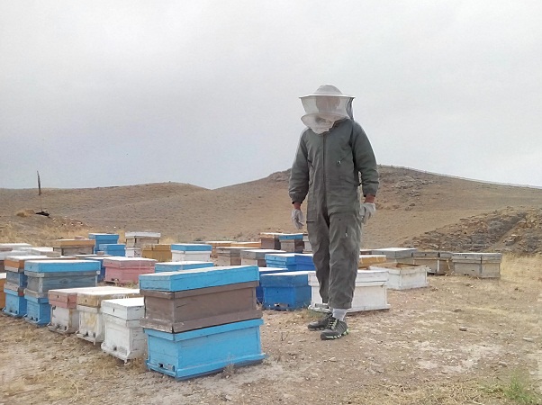 شهد شیرین اقتصاد مقاومتی با تولید 2 هزار کیلوگرم عسل مرغوب+تصاویر
