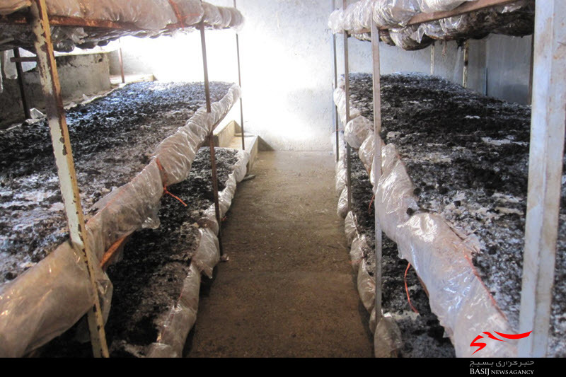 راه‌اندازی 2 کارگاه پرورش قارچ به‌همتبانوی کارآفرین بهاری