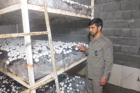 بازدید و سرکشی از طرح پرورش قارچ در شهرستان گراش