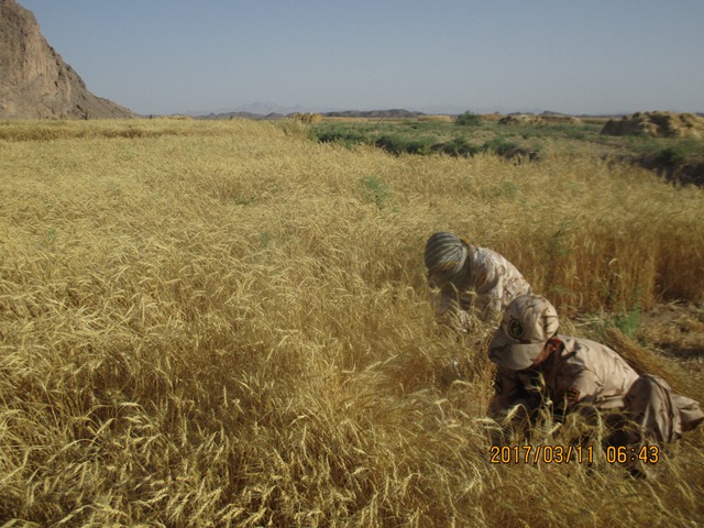 اردوی جهادی یکروزه بسیجیان ناحیه شهرستان خوسف